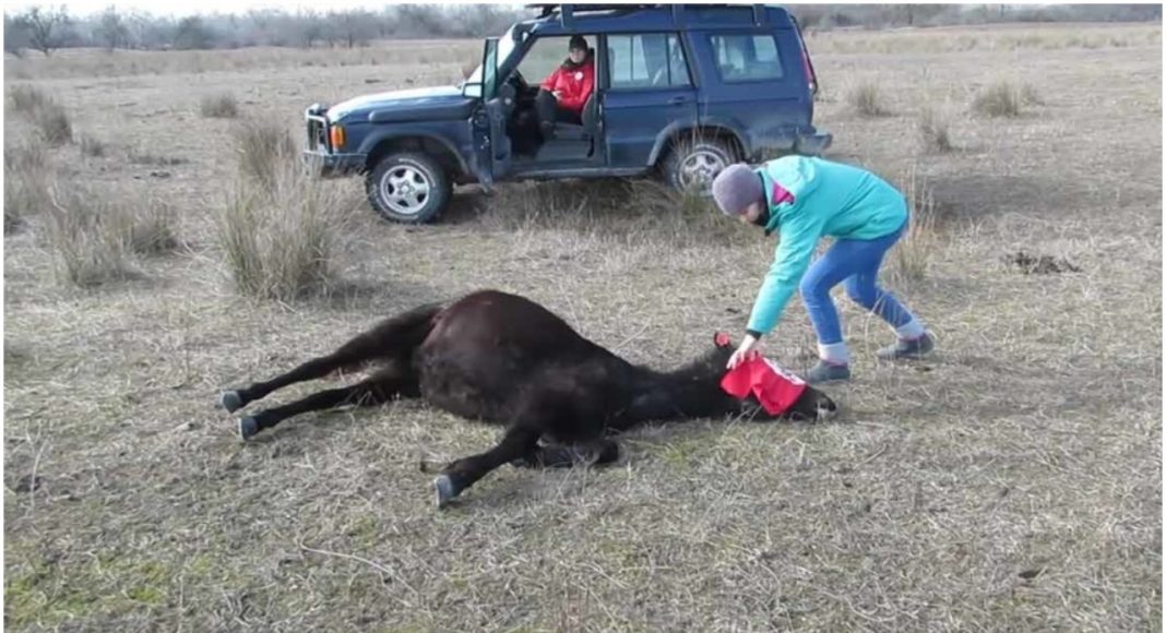 Veterinar oslobodio konja