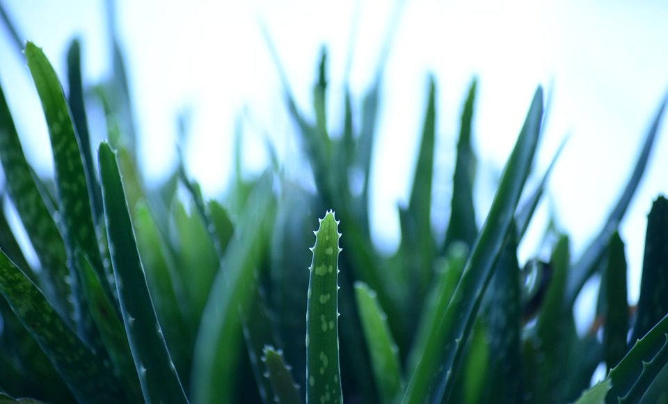 aloe vera čini tijelu