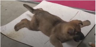 Veterinar je krenuo uspavati psa, ali kada mu je vidio šape odmah se predomislio