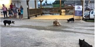 Psi su se okružili patke, a onda učinili nešto nevjerojatno