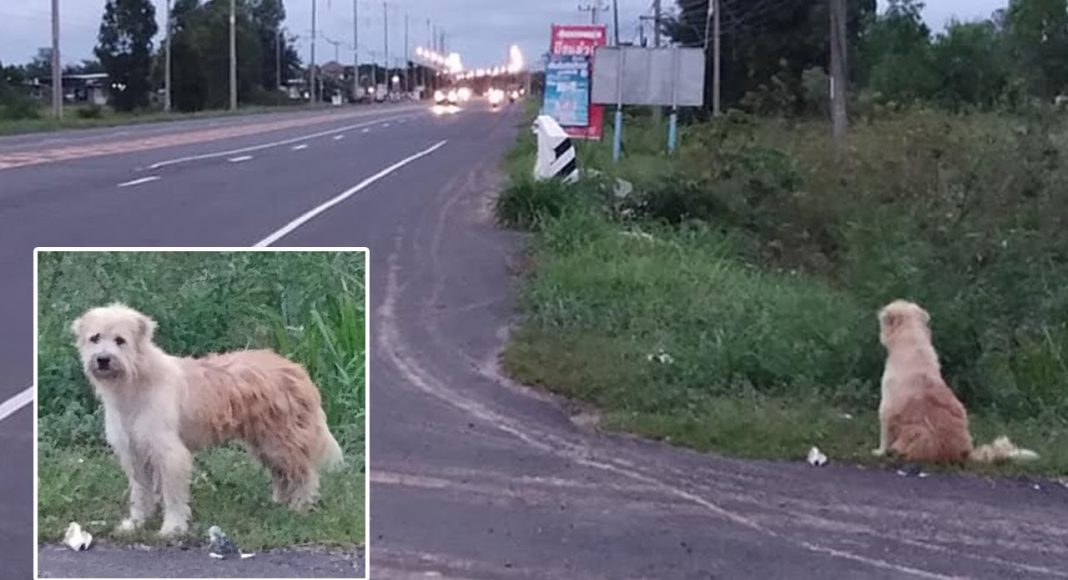 Pas je 4 godine na istom mjestu čekao vlasnike dok se oni nisu vratili