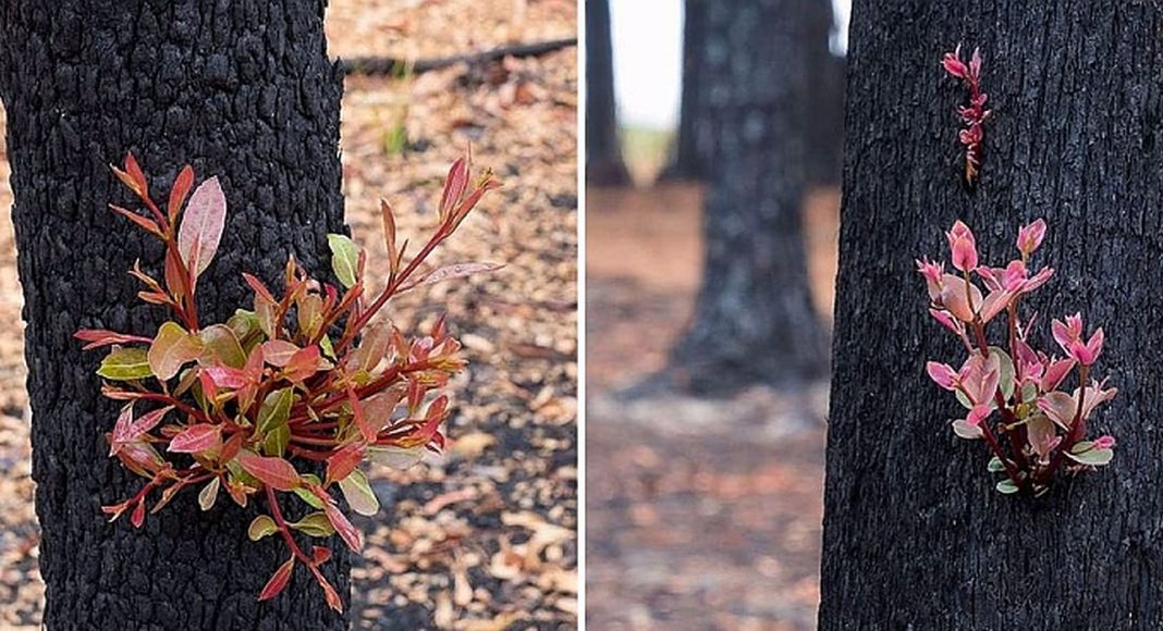 Predivne fotografije australske šume