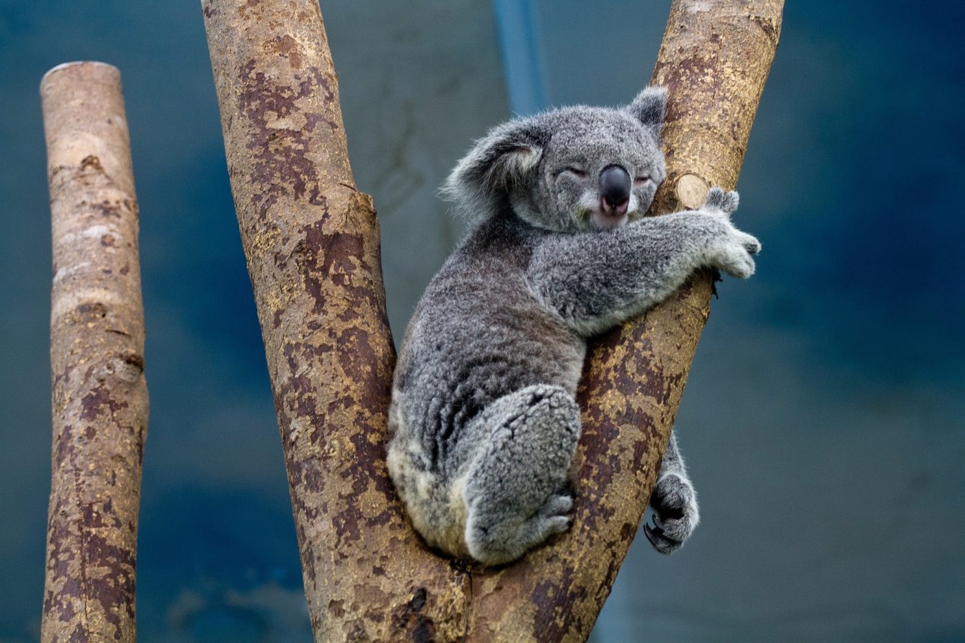 Ekoloska Tregedija U Australiji Uginulo Cak 25 Tisuca Koala