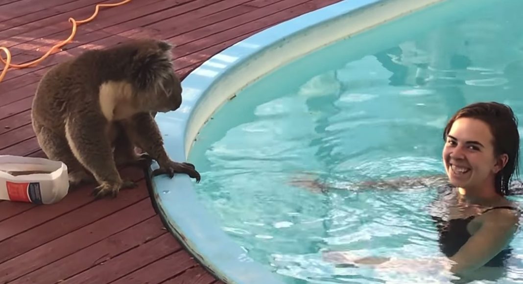 Koala se ušuljala u dvorište kako bi zamolila djevojku za poljubac