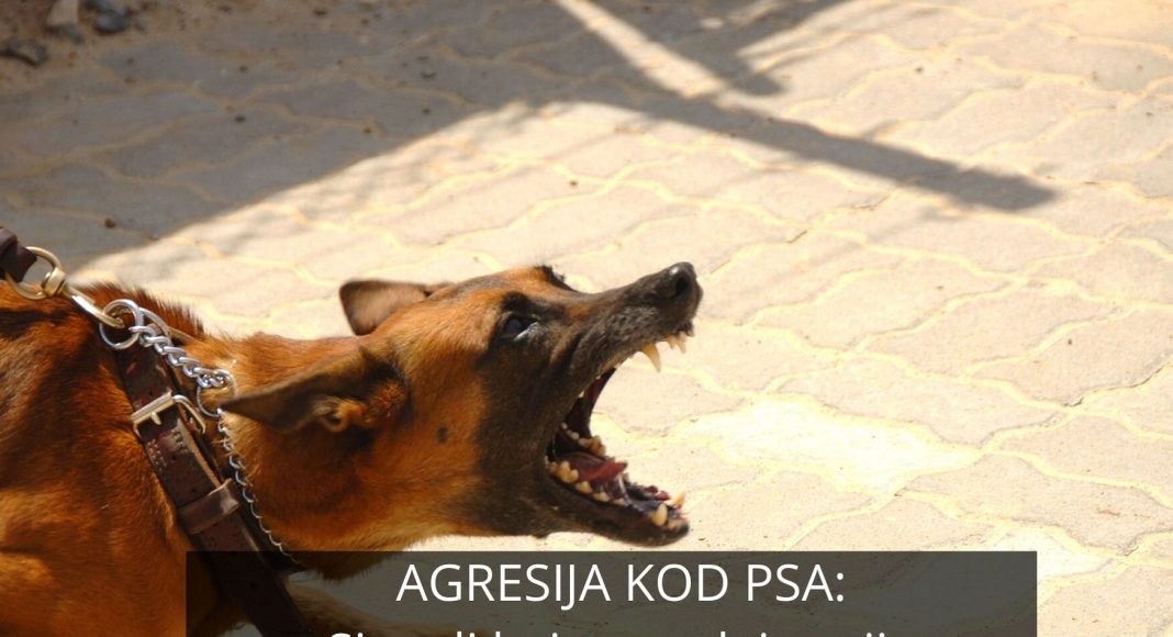 Agresija kod pasa