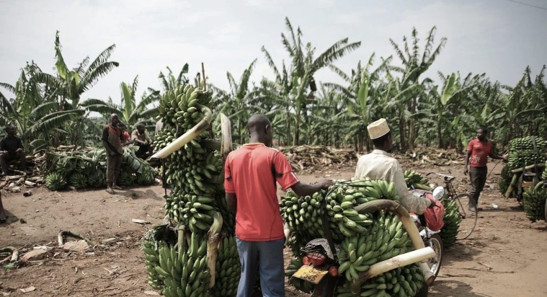 Uganda: Otac musliman ubio sina jer je odbio napustiti svoju vjeru u Isusa