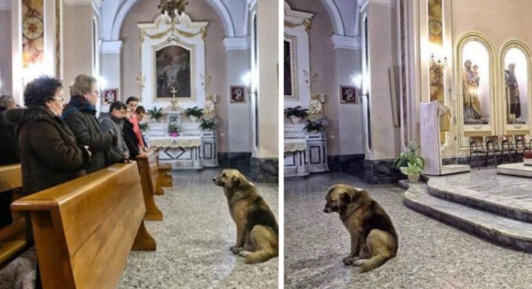 Svaki dan nakon Marijine smrti njezin pas odlazi u crkvu