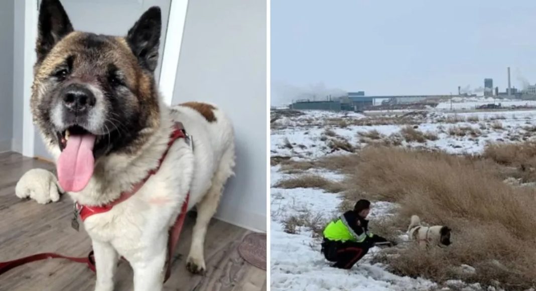 Pas se borio protiv kojota kako bi spasio vlasnika koji je dvije noći proveo na niskim temperaturama