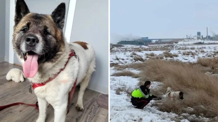 Pas se borio protiv kojota kako bi spasio vlasnika koji je dvije noći proveo na niskim temperaturama