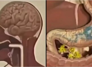 Fascinantan video prikazuje kako post funkcionira u ljudskom tijelu