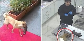 "Mama" donijela svoje umiruće štene veterinaru